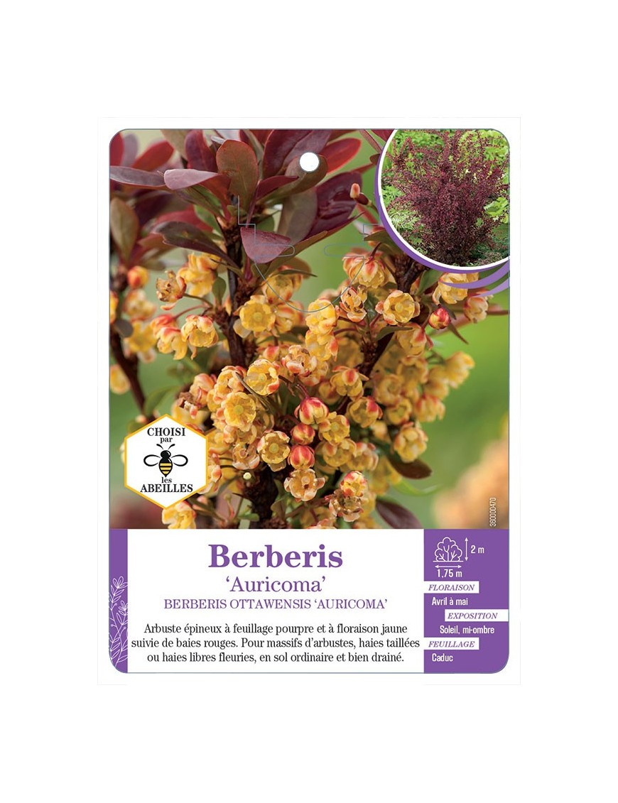 BERBERIS OTTAWENSIS AURICOMA (*)