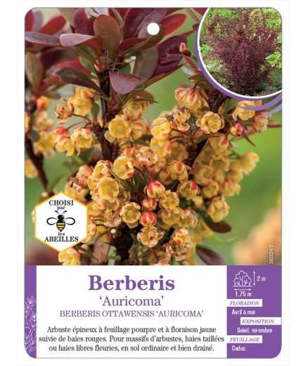 BERBERIS OTTAWENSIS AURICOMA (*)