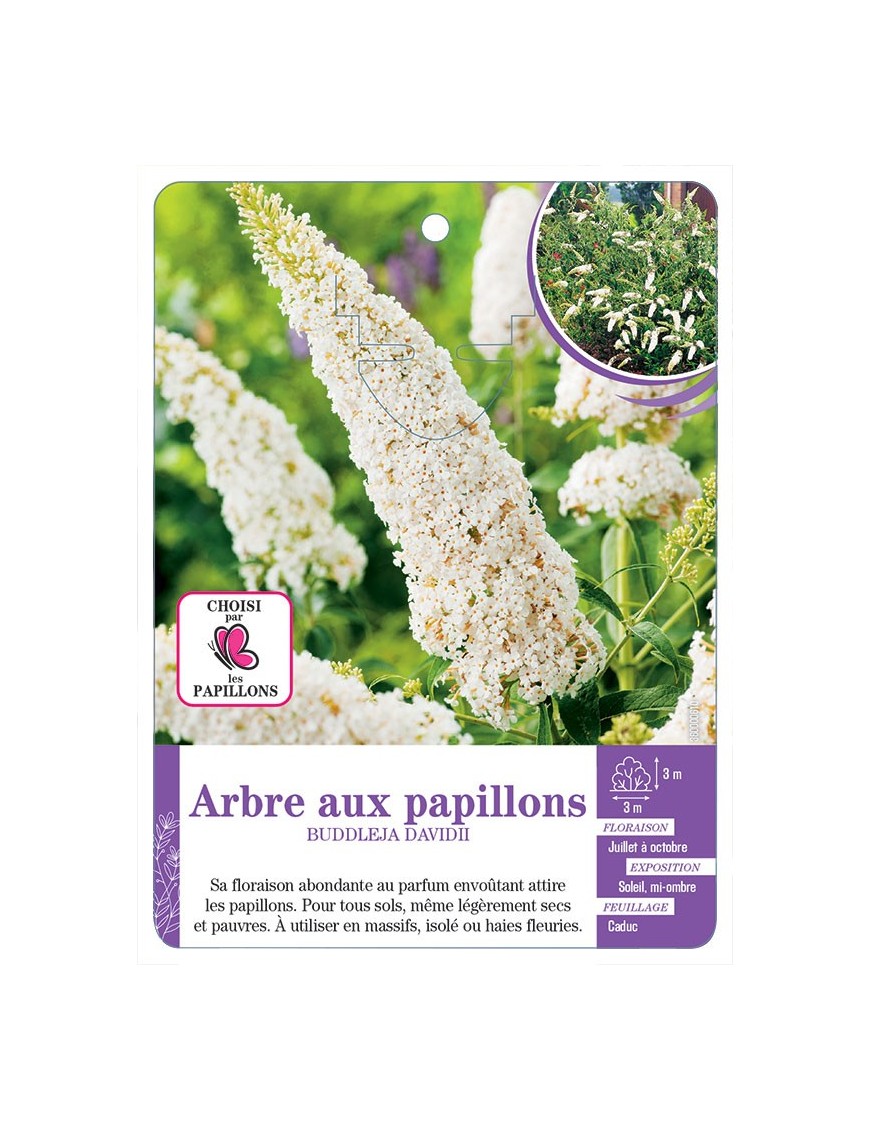 BUDDLEJA DAVIDII voir Arbre aux papillons (blanc)