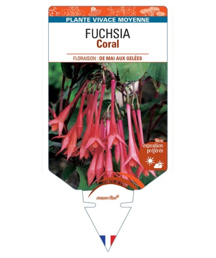 FUCHSIA Coral