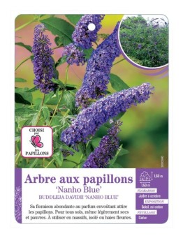 BUDDLEJA DAVIDII NANHO BLUE voir Arbre aux papillons
