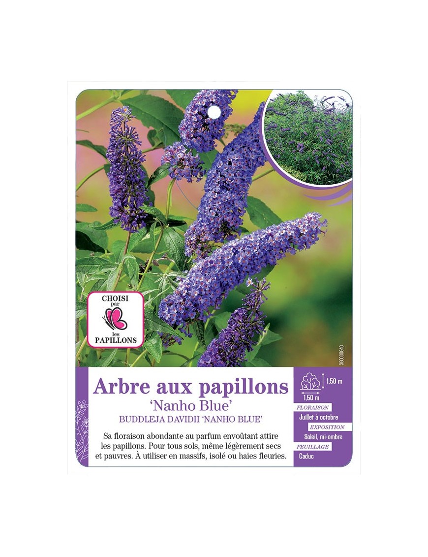 BUDDLEJA DAVIDII NANHO BLUE voir Arbre aux papillons