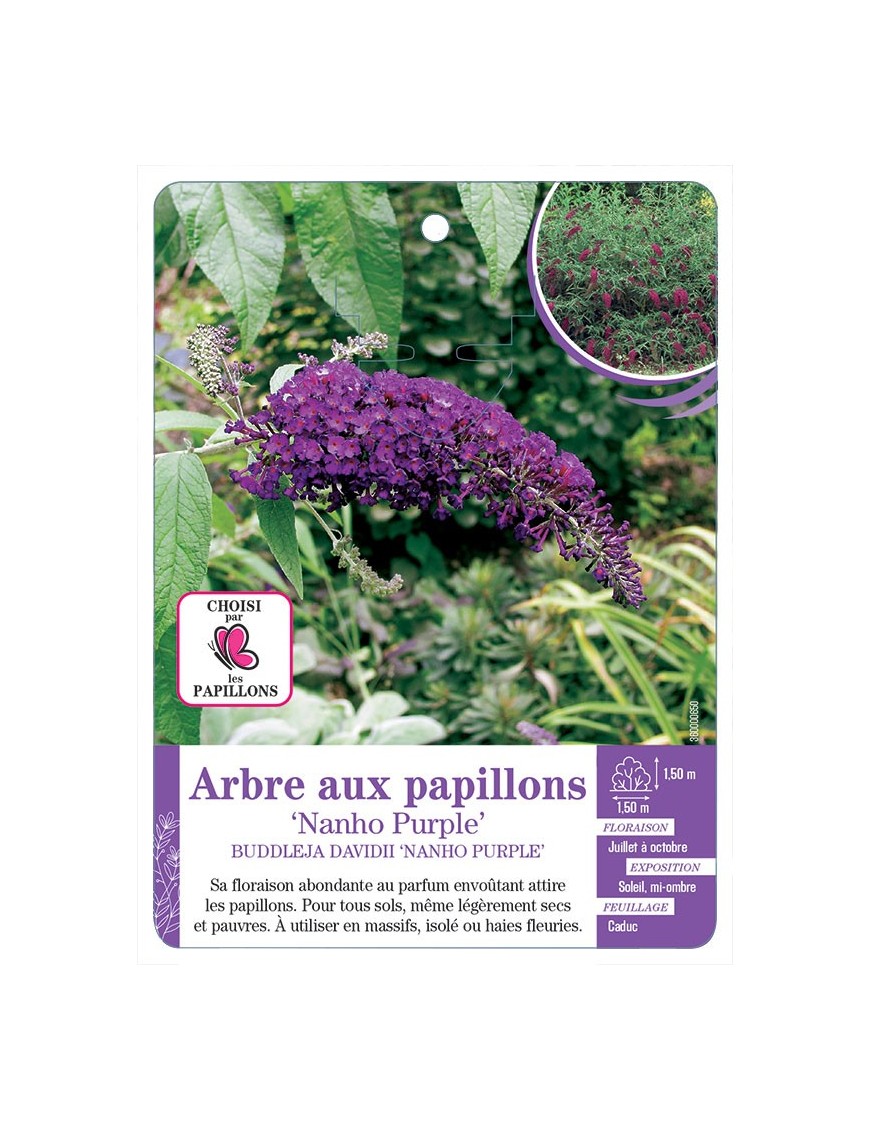 BUDDLEJA DAVIDII NANHO PURPLE voir Arbre aux papillons (*)