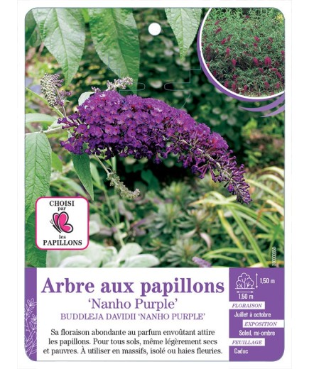 BUDDLEJA DAVIDII NANHO PURPLE voir Arbre aux papillons (*)