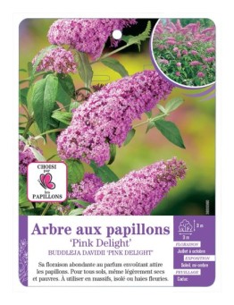 BUDDLEJA DAVIDII PINK DELIGHT voir Arbre aux papillons