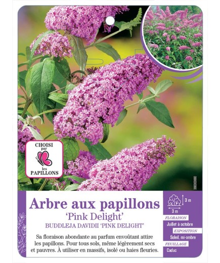 BUDDLEJA DAVIDII PINK DELIGHT voir Arbre aux papillons