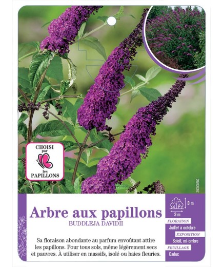 BUDDLEJA DAVIDII voir Arbre aux papillons (violet foncé)