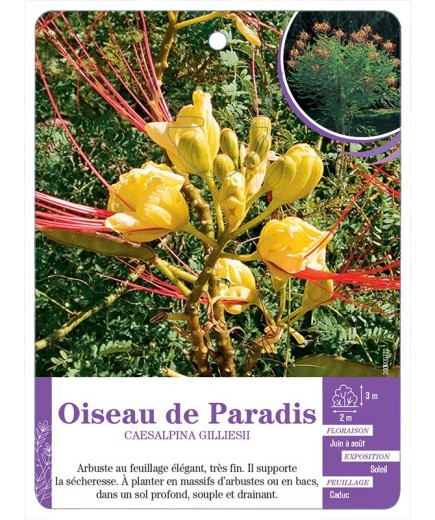 CAESALPINA GILLIESII voir Oiseau de Paradis (*)