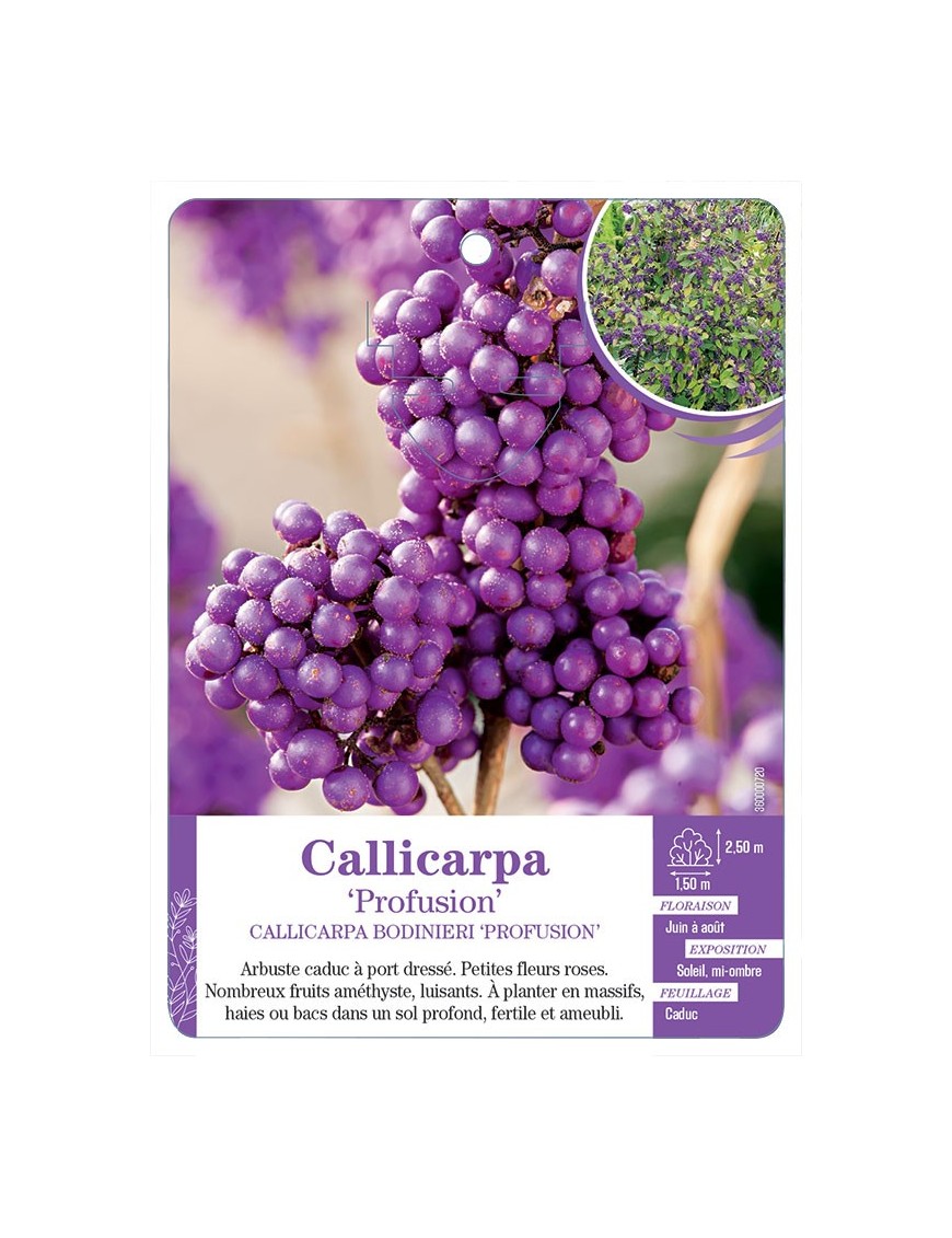 CALLICARPA BODINIERI PROFUSION