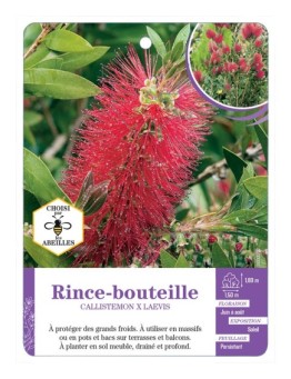 CALLISTEMON voir Rince-bouteille