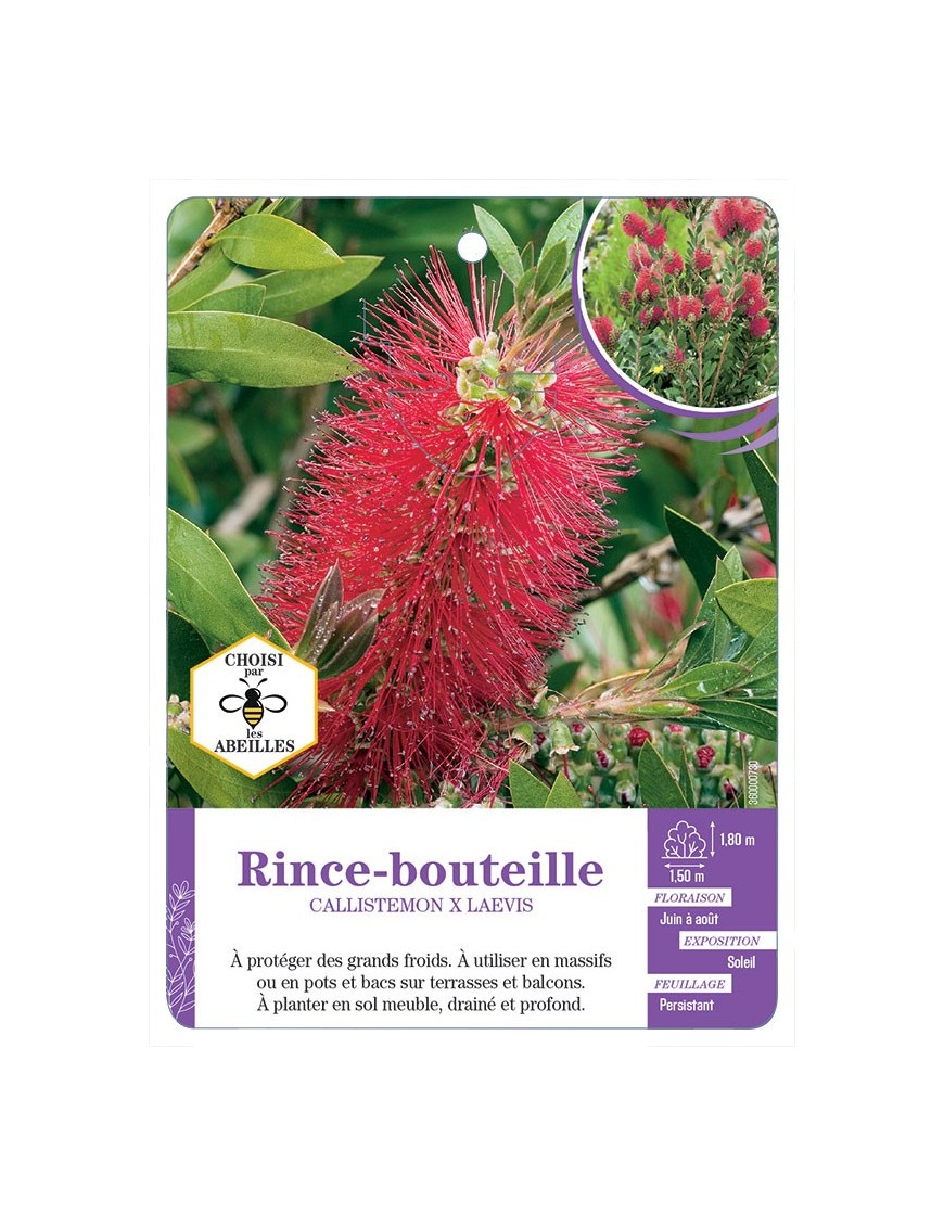 CALLISTEMON voir Rince-bouteille