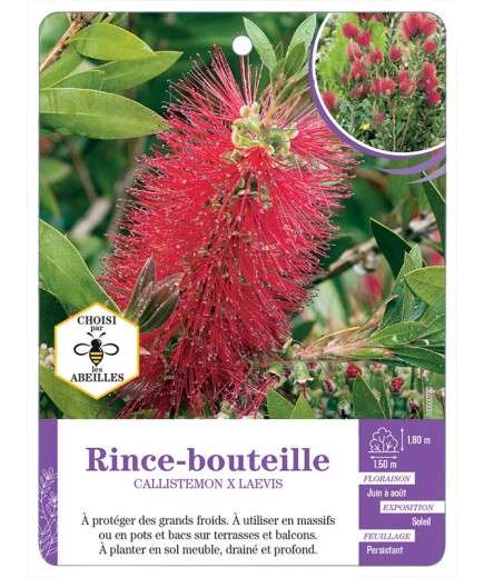 CALLISTEMON voir Rince-bouteille