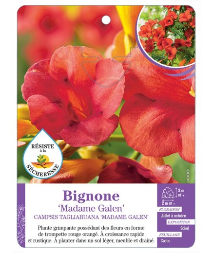 CAMPSIS X TAGLIABUANA MADAME GALEN voir Bignone