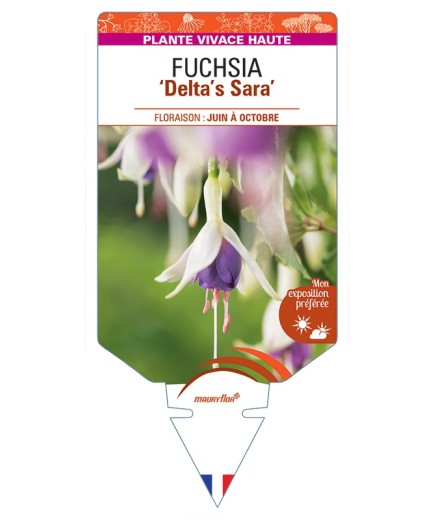 FUCHSIA Deltas Sara