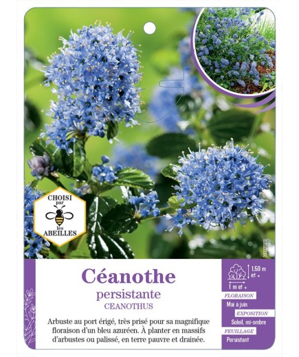 CEANOTHE PERSISTANTE