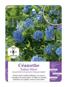 CEANOTHUS FOLIOSUS ITALIAN SKIES