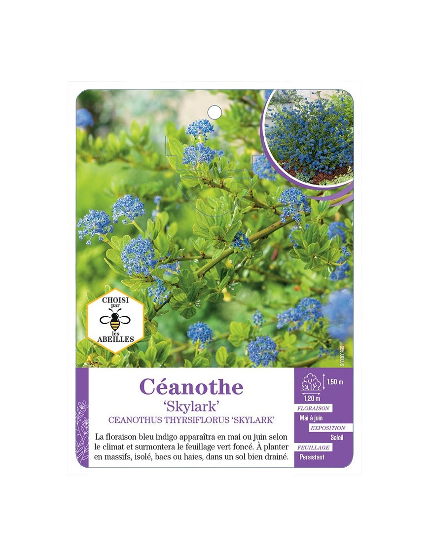 CEANOTHUS THYRSIFLORUS SKYLARK