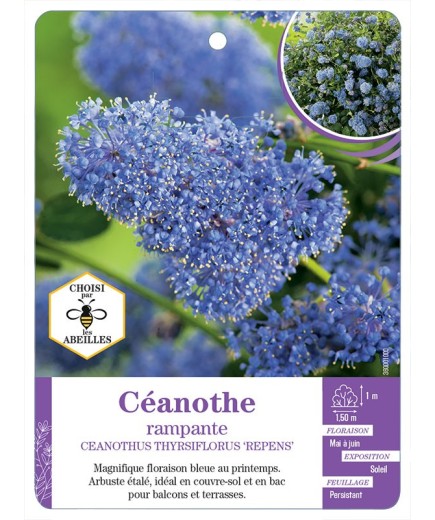 CEANOTHUS THYRSIFLORUS REPENS voir Céanothe rampante