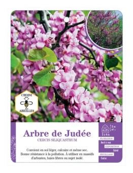 CERCIS SILIQUASTRUM voir Arbre de Judée