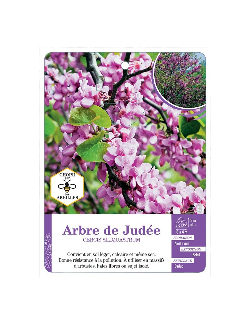 CERCIS SILIQUASTRUM voir Arbre de Judée