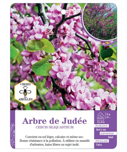 CERCIS SILIQUASTRUM voir Arbre de Judée