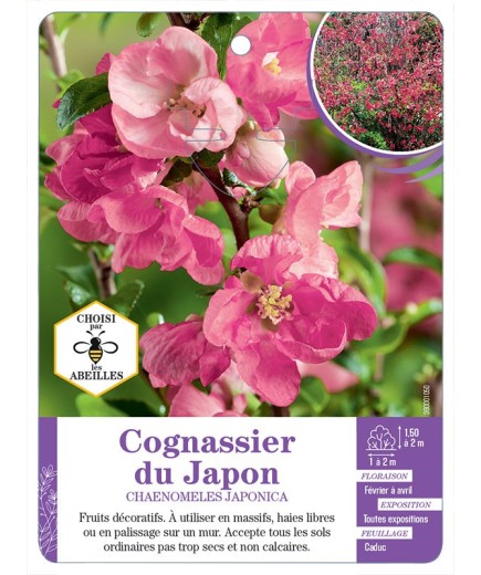CHAENOMELES JAPONICA voir Cognassier du Japon (rose)
