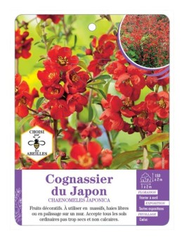 CHAENOMELES JAPONICA voir Cognassier du Japon (rouge écarlate)