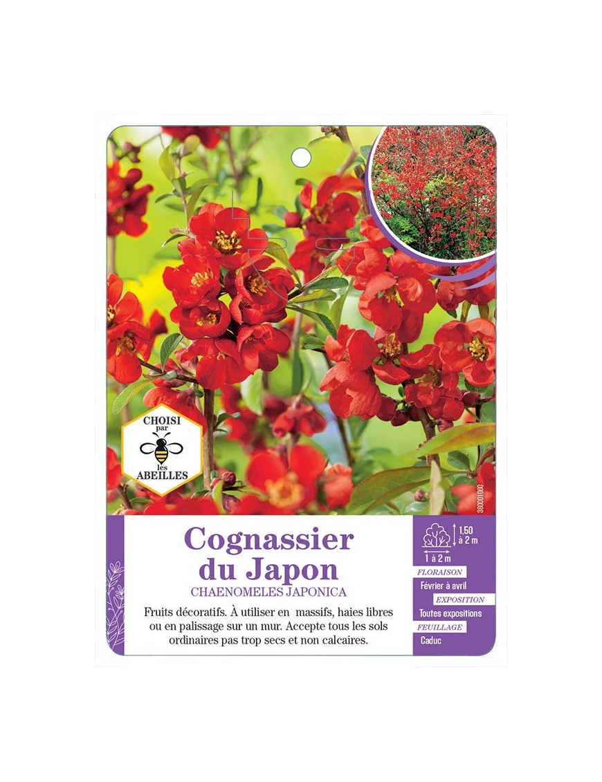 CHAENOMELES JAPONICA voir Cognassier du Japon (rouge écarlate)