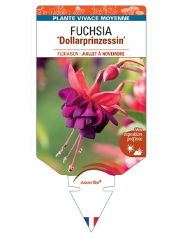 FUCHSIA Dollarprinzessin