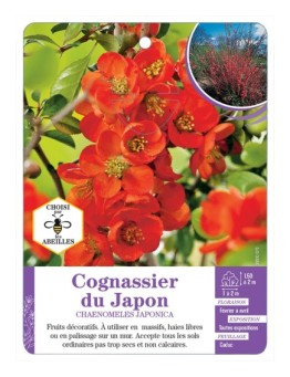 CHAENOMELES JAPONICA voir Cognassier du Japon (*)