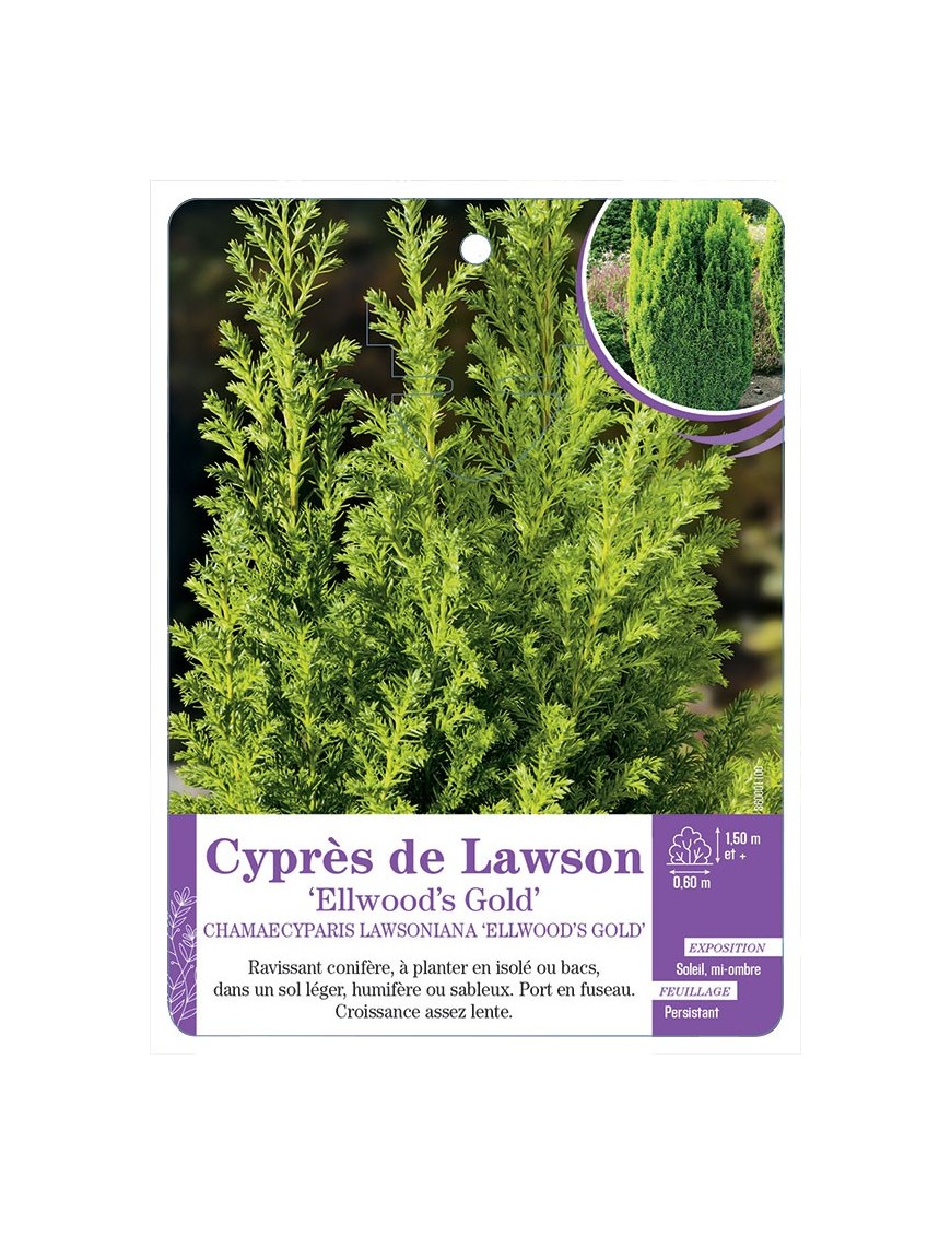 CHAMAECYPARIS LAWSONIANA ELLWOOD S GOLD voir Cyprès de Lawson (*)