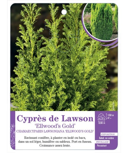 CHAMAECYPARIS LAWSONIANA ELLWOOD S GOLD voir Cyprès de Lawson (*)