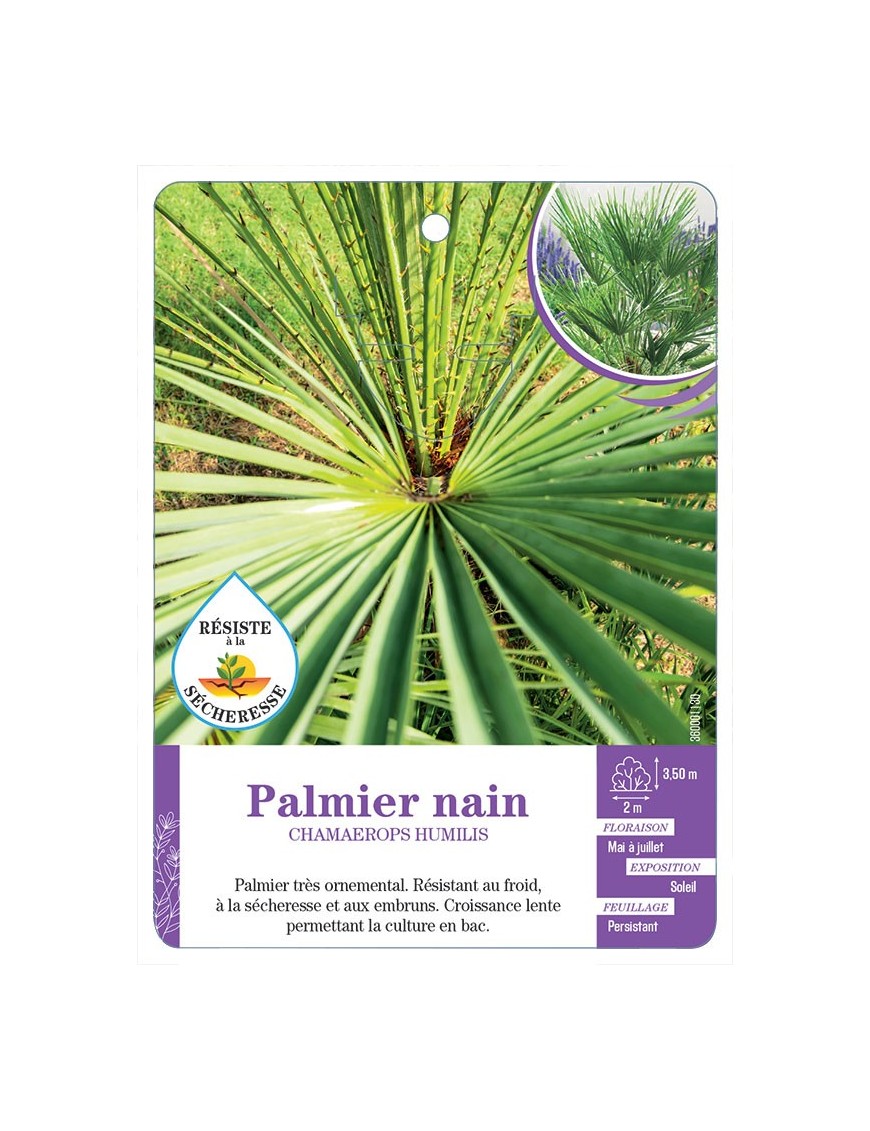 CHAMAEROPS HUMILIS voir Palmier nain (*)