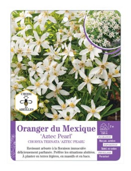 CHOISYA TERNATA AZTEC PEARL voir Oranger du Mexique