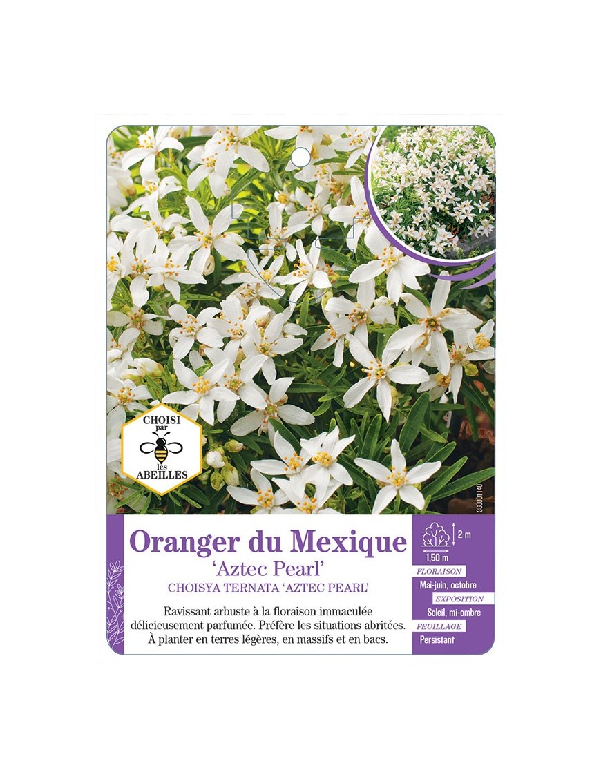CHOISYA TERNATA AZTEC PEARL voir Oranger du Mexique