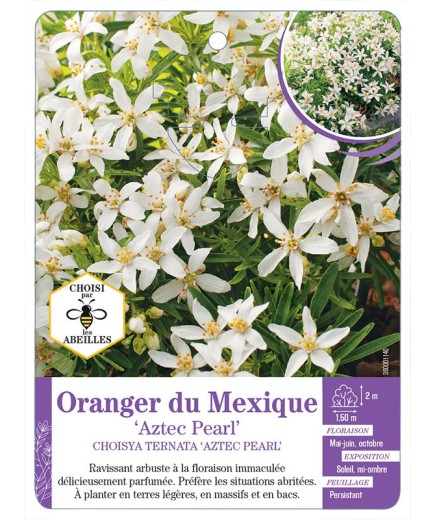 CHOISYA TERNATA AZTEC PEARL voir Oranger du Mexique