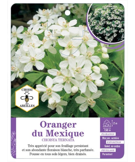 CHOISYA TERNATA voir Oranger du Mexique