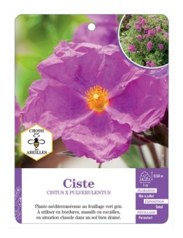 CISTUS X PULVERULENTUS voir Ciste