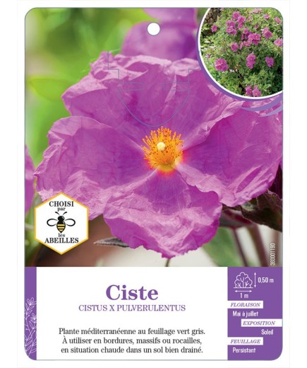 CISTUS X PULVERULENTUS voir Ciste