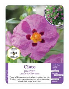 CISTUS X PURPUREUS voir Ciste pourpre