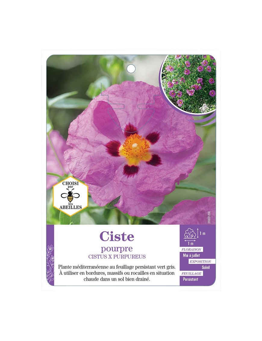 CISTUS X PURPUREUS voir Ciste pourpre