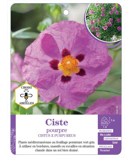 CISTUS X PURPUREUS voir Ciste pourpre