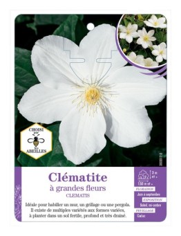 CLEMATIS grandes fleurs (blanc) (*)