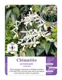 CLEMATIS voir Clématite persistante*