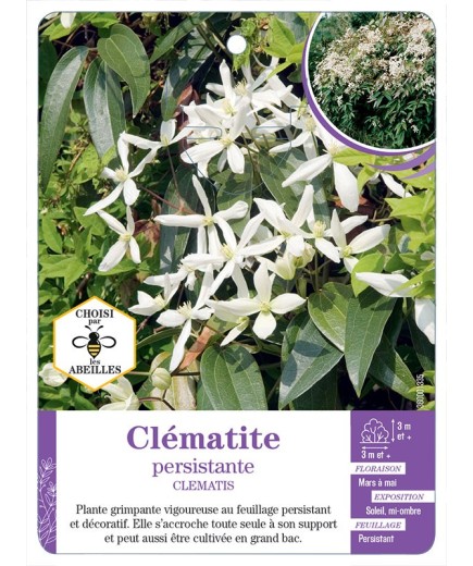 CLEMATIS voir Clématite persistante*