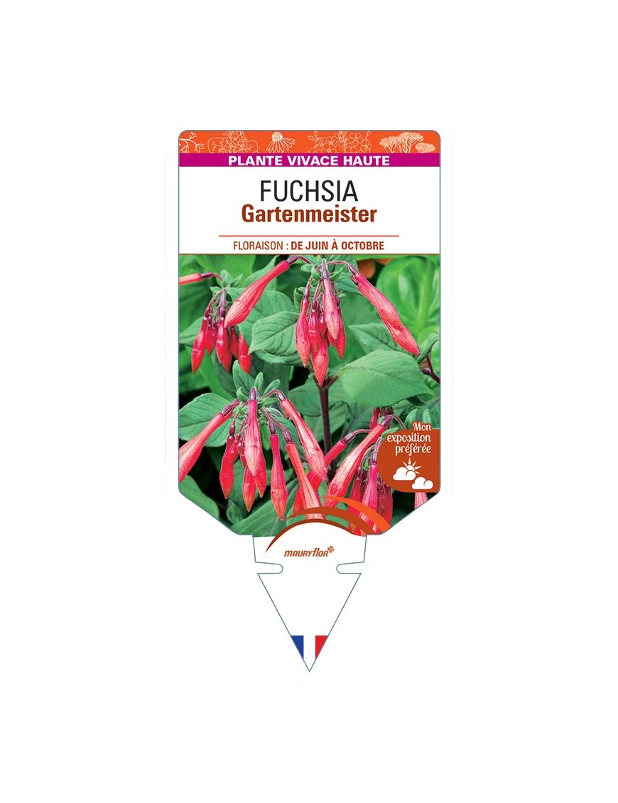 FUCHSIA Gartenmeister