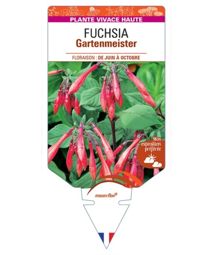 FUCHSIA Gartenmeister