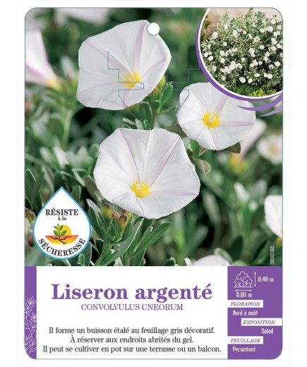 CONVOLVULUS CNEORUM voir Liseron argenté