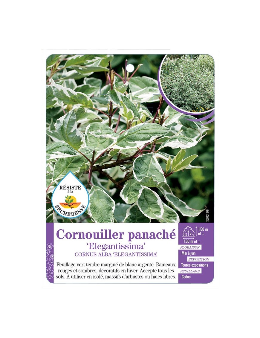 CORNUS ALBA ELEGANTISSIMA voir Cornouiller panaché