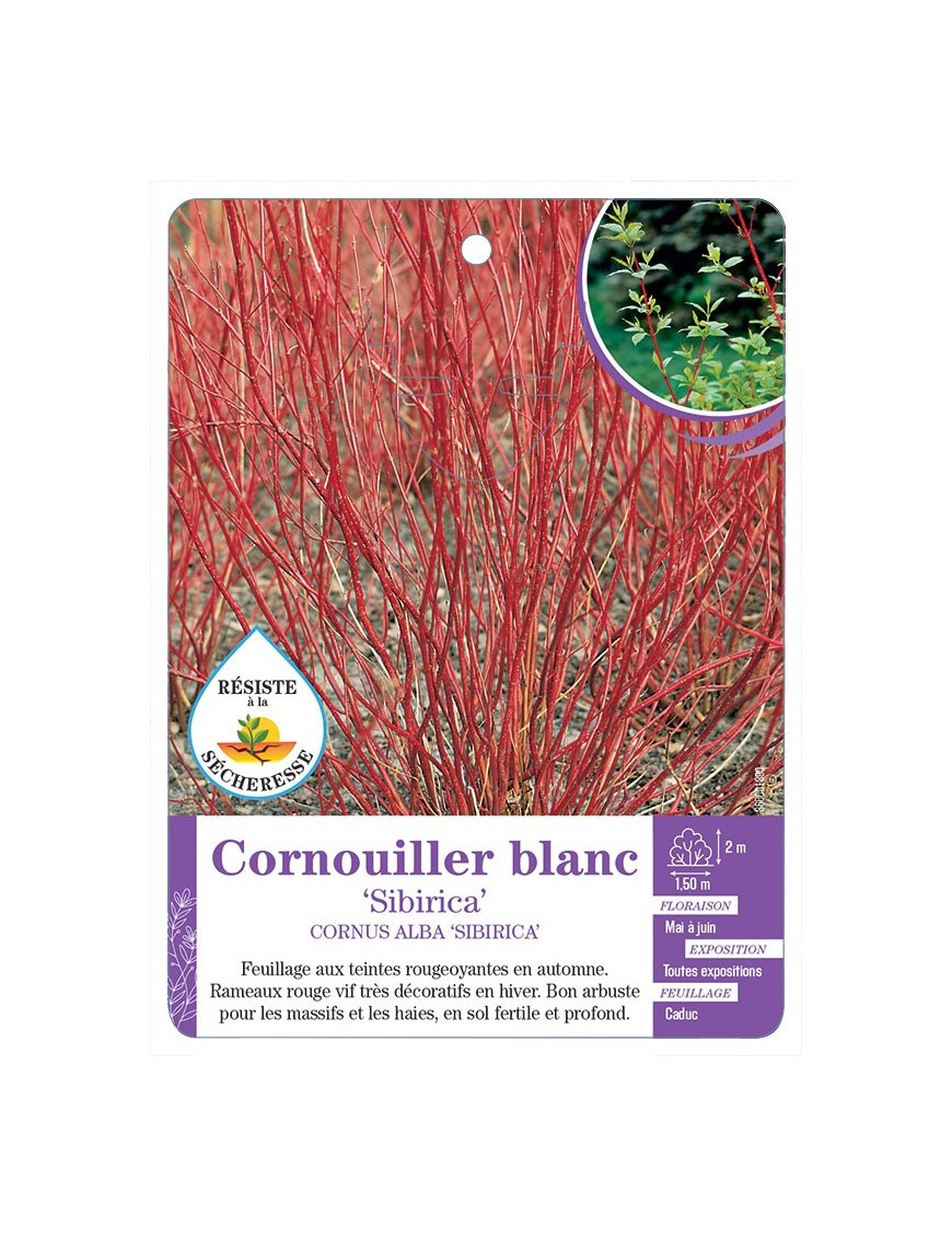 CORNUS ALBA SIBIRICA voir Cornouiller blanc (*)